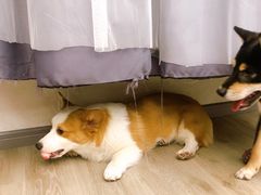 -浣熊柯尔鸭土拨鼠·电玩咖
