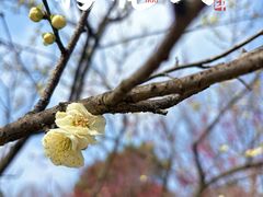 -梅花山(明孝陵内)