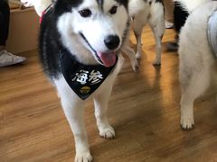 -Husky Go! 哈士奇体验馆·宠物咖啡厅狗咖