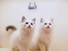 -十年猫舍·猫咪专门店(普陀店)