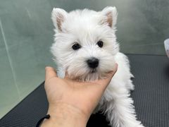 -翊宠yipet猫狗购宠庄园犬舍•猫舍