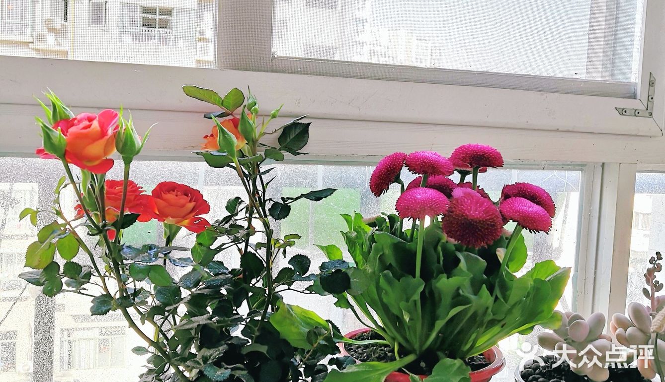 傍晚阳台用餐赏花