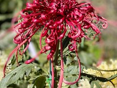 -国家植物园