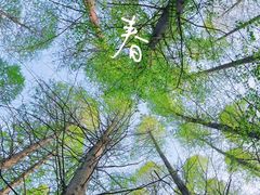 -日照海滨国家森林公园