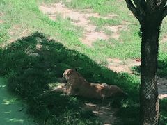 -西霞口神雕山野生动物世界