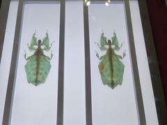 -上海昆虫博物馆