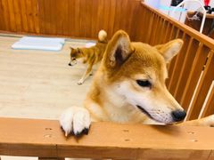 -豆柴町-柴犬主题狗咖(红鼎国际C座店)