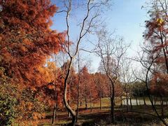 -上海海湾国家森林公园