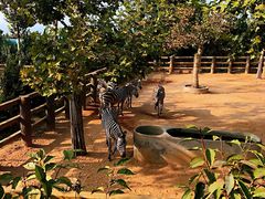 -西霞口神雕山野生动物世界