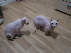 -北京观赏动物医院·24小时大型综合·猫专科·异宠专科