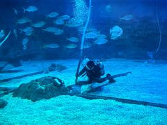 -烟台海昌鲸鲨海洋公园