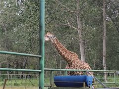 -秦皇岛野生动物园