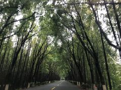 -金山嘴渔村