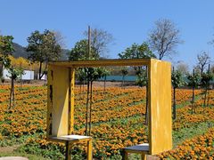 -天适樱花悠乐园