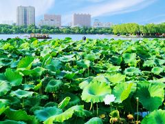-济南大明湖景区