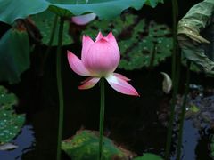 -荔湾湖公园