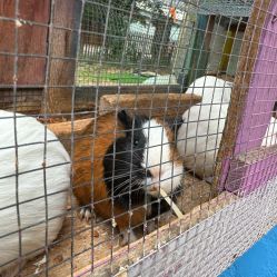 -萌宠亲子动物乐园(槐房万达店)