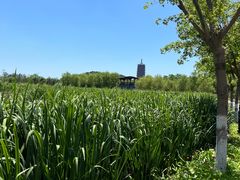 -永定河休闲森林公园