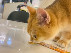 -飞行喵MR PILOT|猫舍·猫咖(静安大融城店)