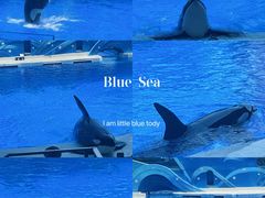 -上海海昌海洋公园