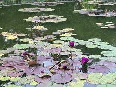 -莲花池公园