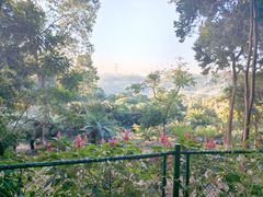 -深圳仙湖植物园