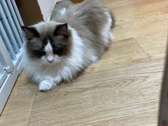 -1013 PET SHOP精品宠物商店(丁香店)