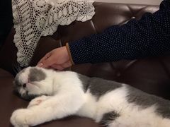 豆花-共舞时光猫咖·狗咖(新街口店)