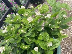 -浔岚云舍mist静谧观景美宿(丽江古城店)