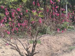 -南国桃园旅游度假区