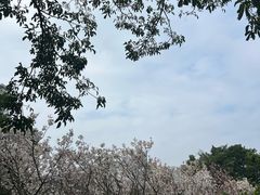 -观澜湖生态运动公社