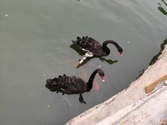 -石家庄市动物园