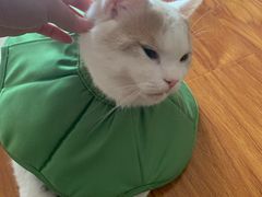 -纳吉亚猫专科动物医院(康都外科中心)
