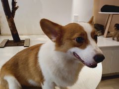 -浣熊柯尔鸭土拨鼠·电玩咖