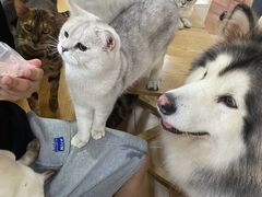 -李小姐の猫咖啡馆(五角场店)