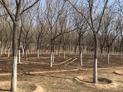 -永定河休闲森林公园