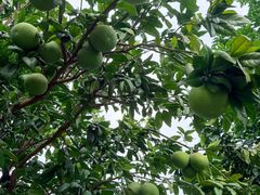 -前小桔亲子创意农场·草莓采摘·露营烧烤