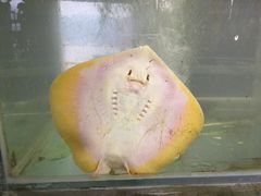 -罗源湾8号渔排
