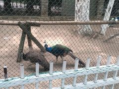 -荆州中山公园动物园