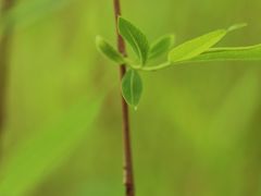 -三圣花乡旅游区