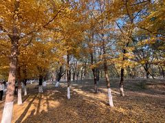 -长白岛森林公园