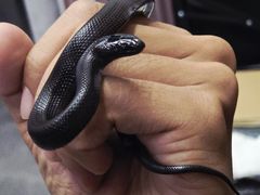 -酷以爬仙阁实体爬宠店·守宫·蜥蜴·专业繁育