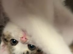 -宠颐生汉谟拉比宠物医院