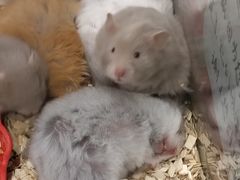 -钓仓鼠(洋桥北里小区店)