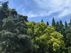 -上海滨江森林公园