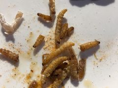 -御温泉·大餐庙会
