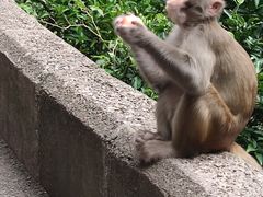 -黔灵山公园