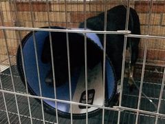 -暖阳宠物医院·犬猫康复中心·骨科