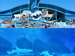 -泉城欧乐堡海洋极地世界