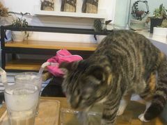 -平行世界·猫咖(首经贸店)